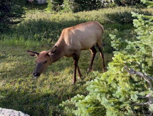 Estes Park, CO